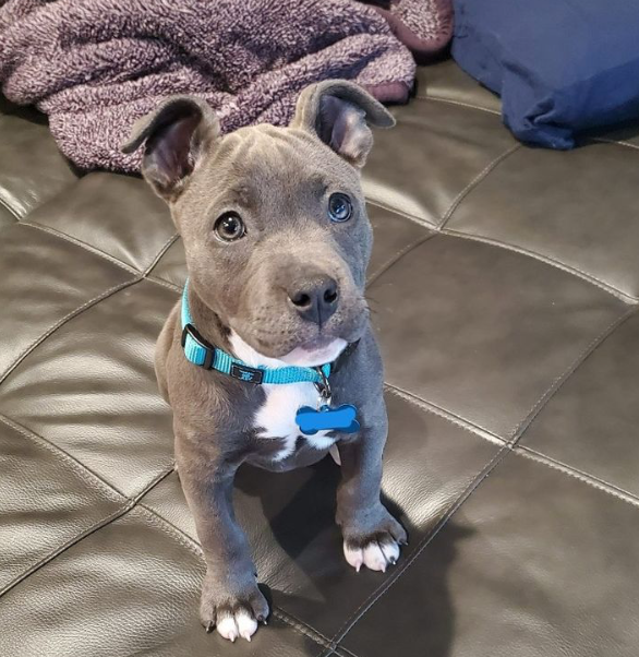 Blue Nose Pitbull Puppy